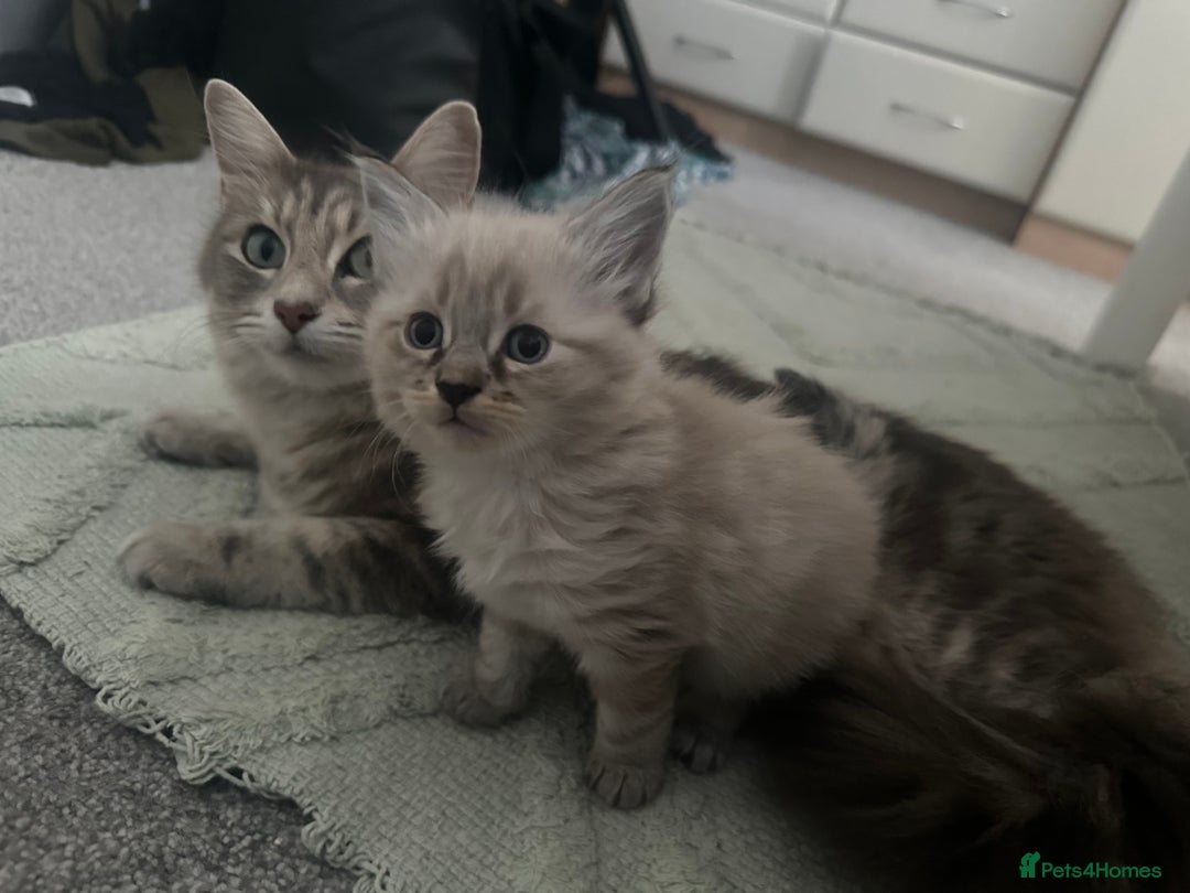 Ragdoll cats for sale: Ragdoll x Maincoone loving babies - Image 7