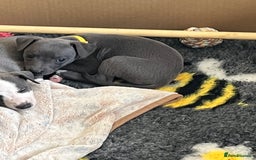 Whippet dogs for sale: One boy left, KC registered  - Image 6