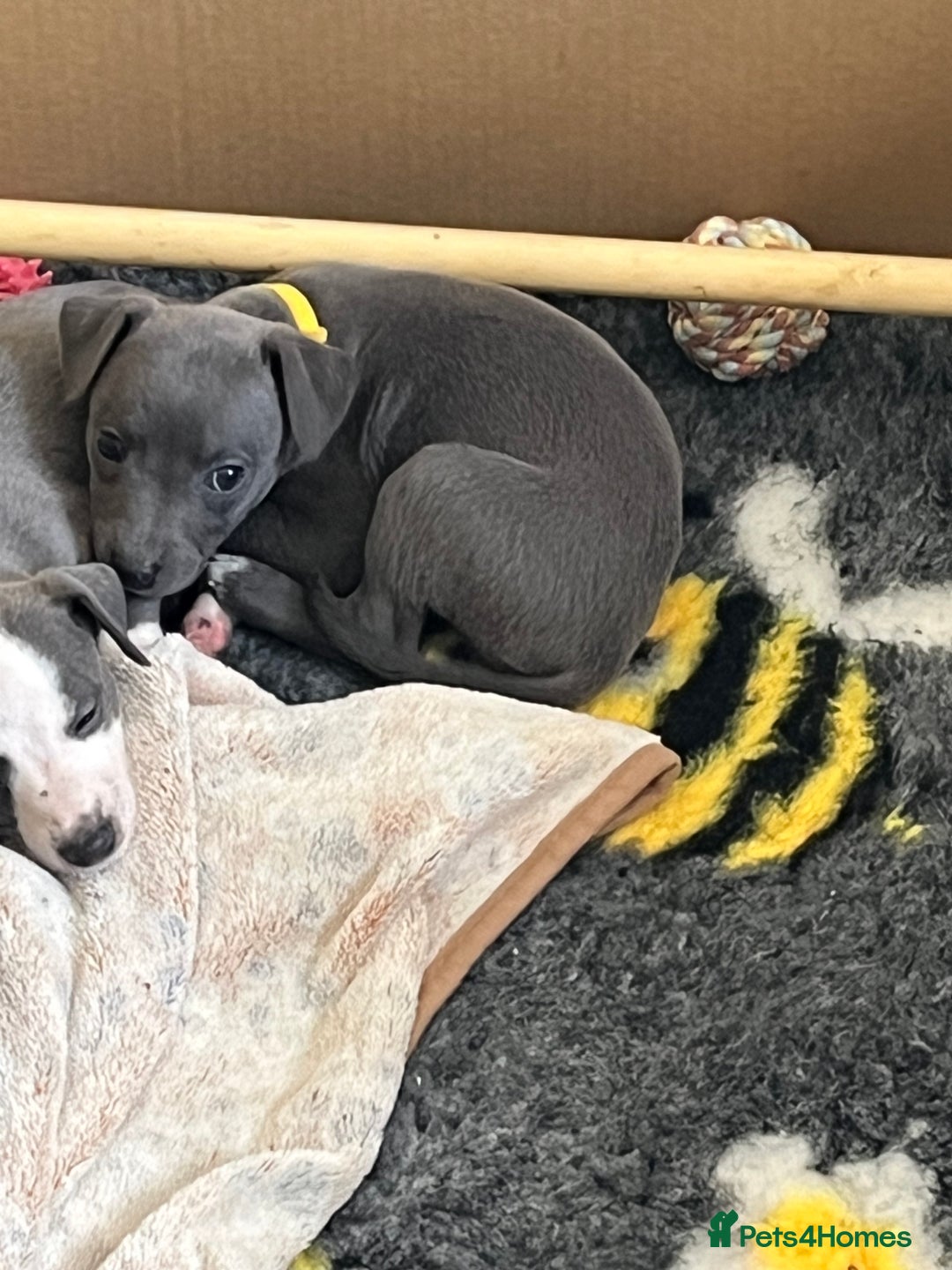 Whippet dogs for sale: One boy left, KC registered  - Image 6