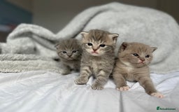 Scottish Fold cats for sale: Scottish Fold Kittens - Image 2