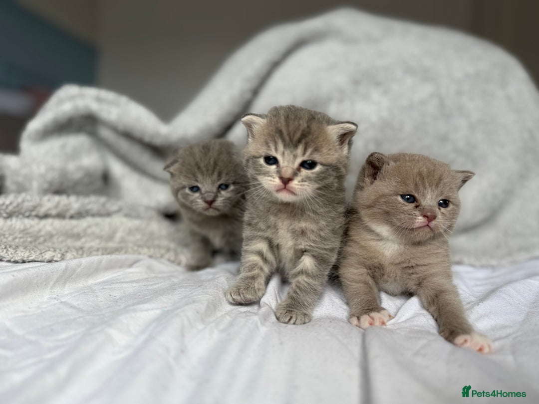 Scottish Fold cats for sale: Scottish Fold Kittens - Image 2