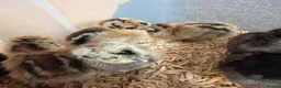 Chickens poultry for sale: Silkie chicks  - Advert 9