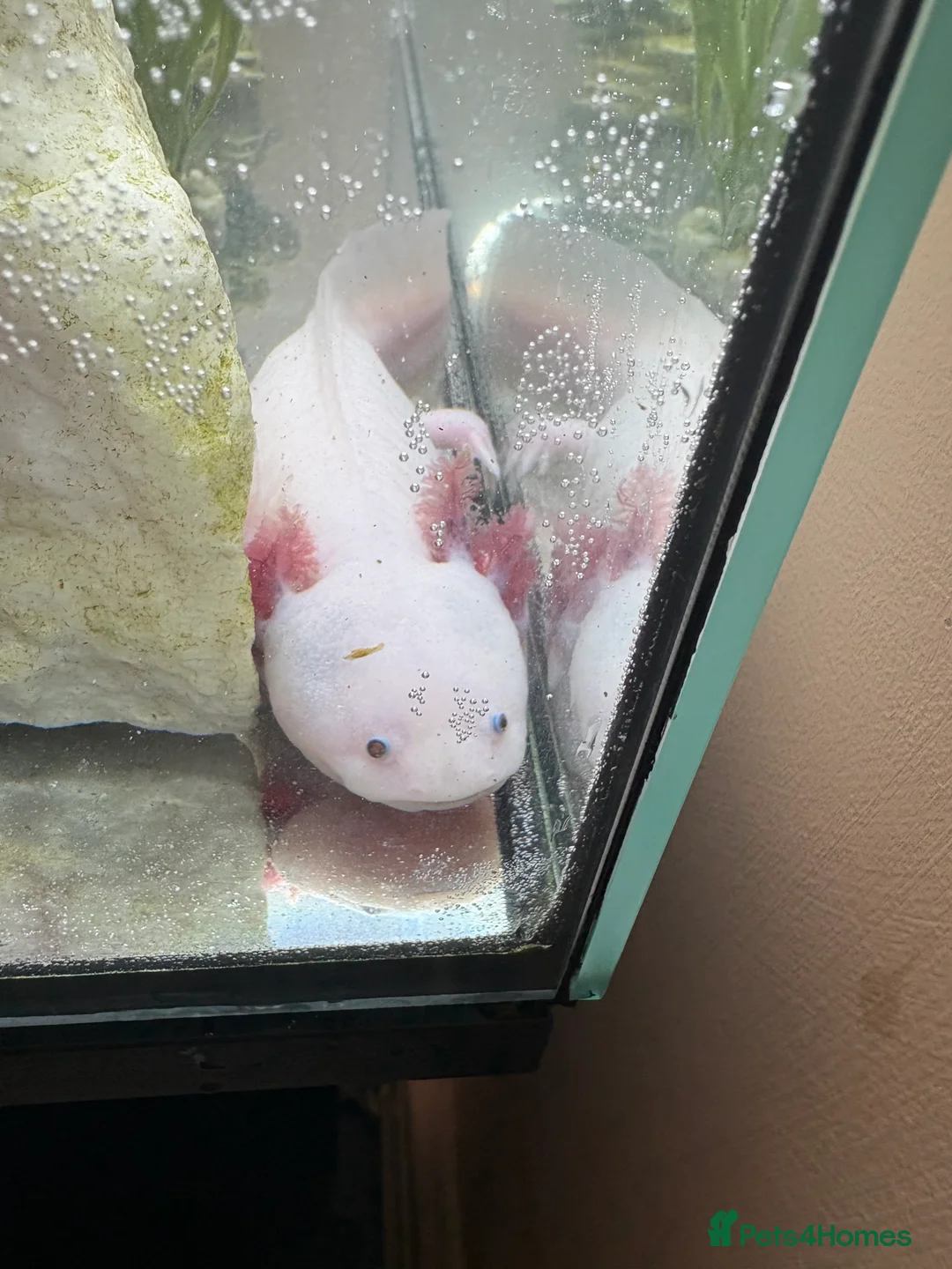 Axolotl reptiles for sale: 2 x female 2 yr leucistic Axolotls in Bury Saint Edmunds - Advert 1