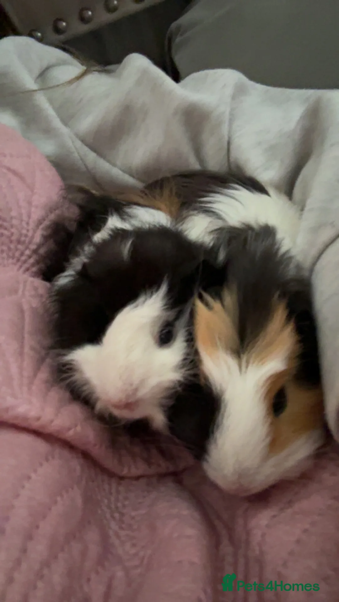 Guinea Pig rodents for sale: 2 guinea pigs  in Widnes - Advert 1
