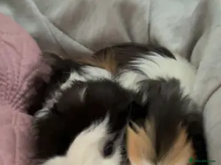 Guinea Pig rodents 2 guinea pigs - Advert 14