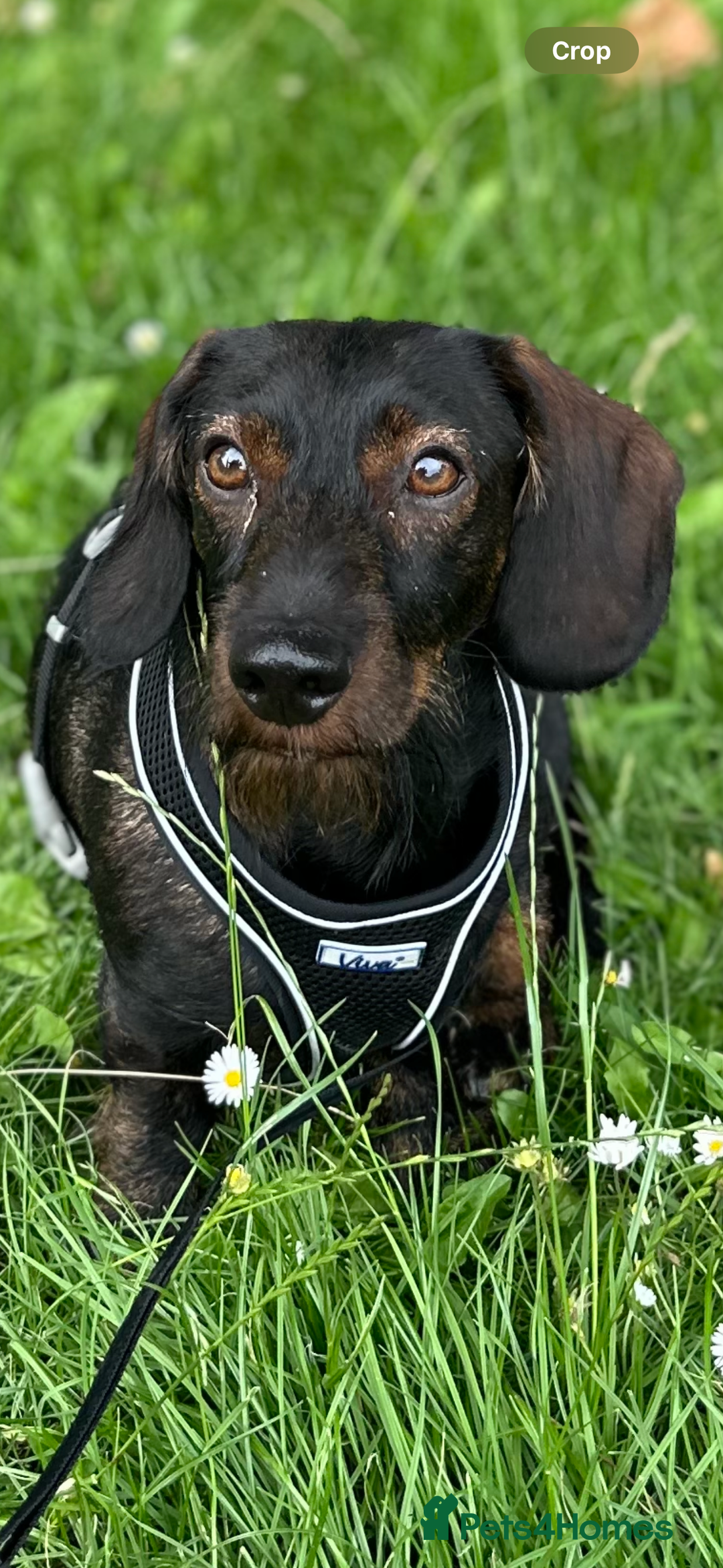Dachshund dogs for stud: STUD Dachshund wired haired boy  in Rotherham - Advert 6