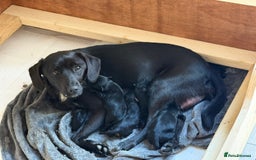 Mixed Breed dogs for sale: Beautiful miniature Labrador x cockapoo  - Image 11