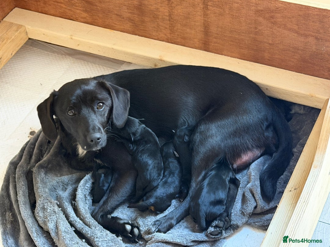 Mixed Breed dogs for sale: Beautiful miniature Labrador x cockapoo  - Image 11