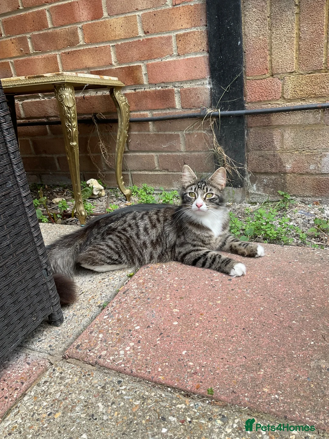 Mixed Breed cats for sale: Cute little kittens. in Staines - Advert 1