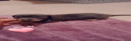 Dachshund dogs for sale: Beutyful dashound babys  - Advert 5