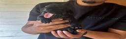 Bandog dogs for sale: Bandogge pups  - Advert 25