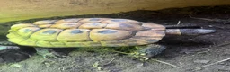 Hermann Tortoise reptiles for sale: Group of Hermann’s tortoise for sale - Advert 3