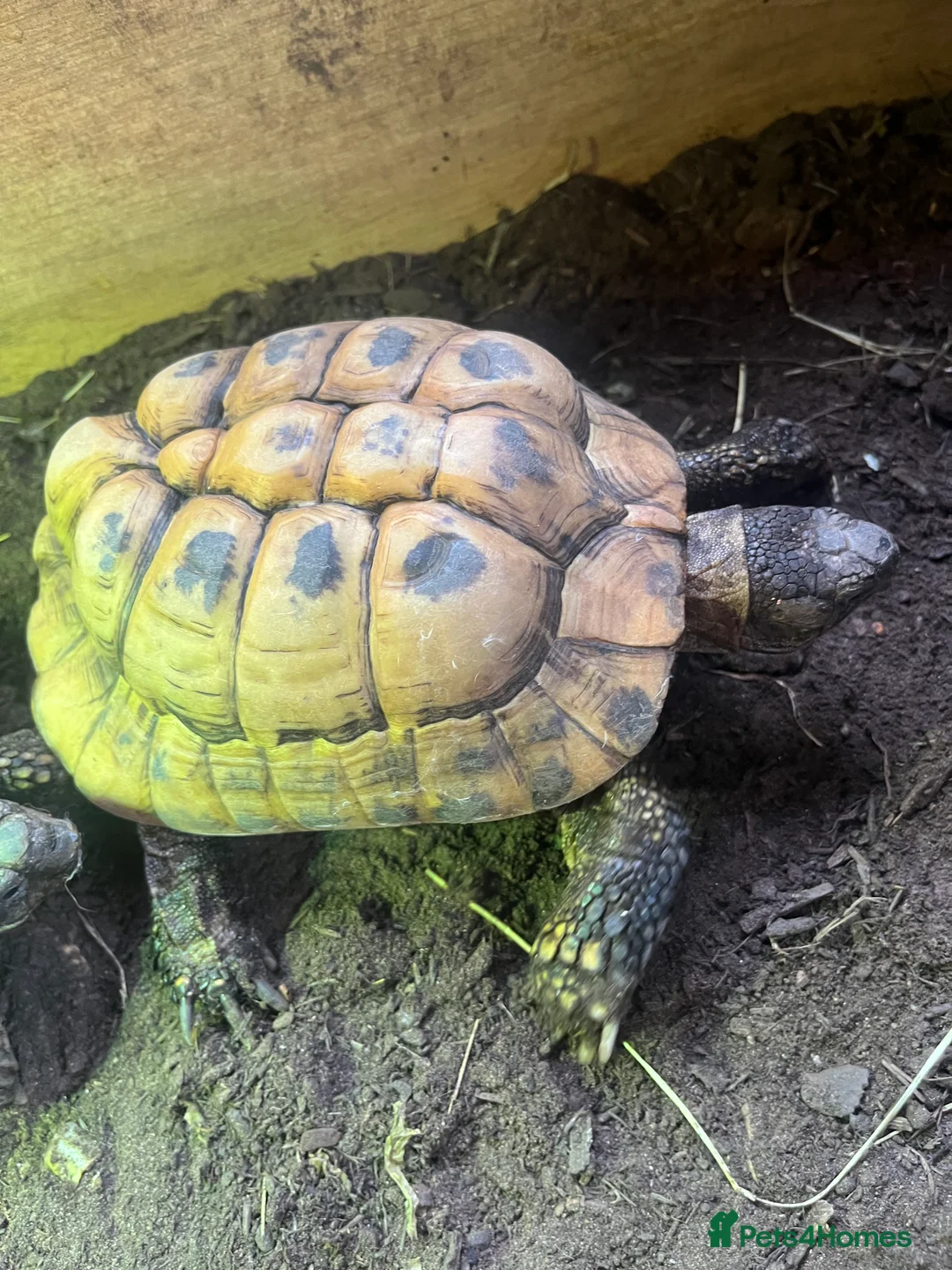 Hermann Tortoise reptiles for sale: Group of Hermann’s tortoise for sale - Advert 3