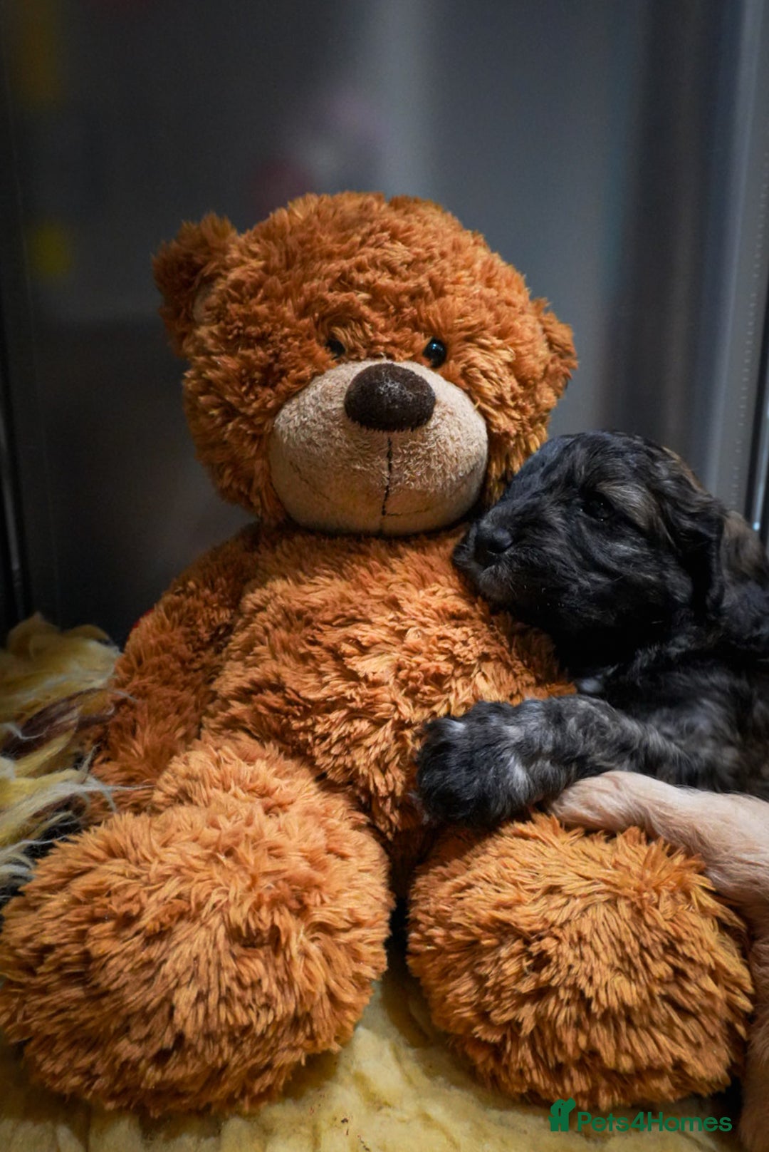 Cockapoo dogs for sale: Beautiful litter of cockerpoo puppies  - Advert 10