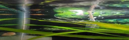 Fancy Goldfish fish for sale: Fancy Godfish  in Bellshill - Advert 8