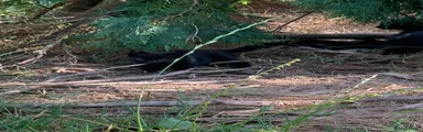 Domestic Shorthair 6
