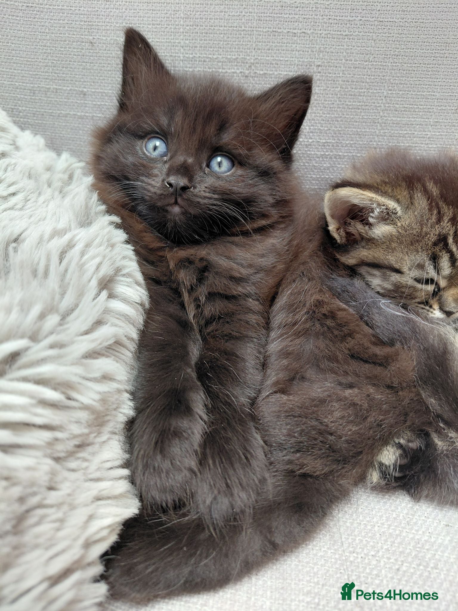 Maine Coon cats Fluffy kitten part Maine Coon  - Advert 1