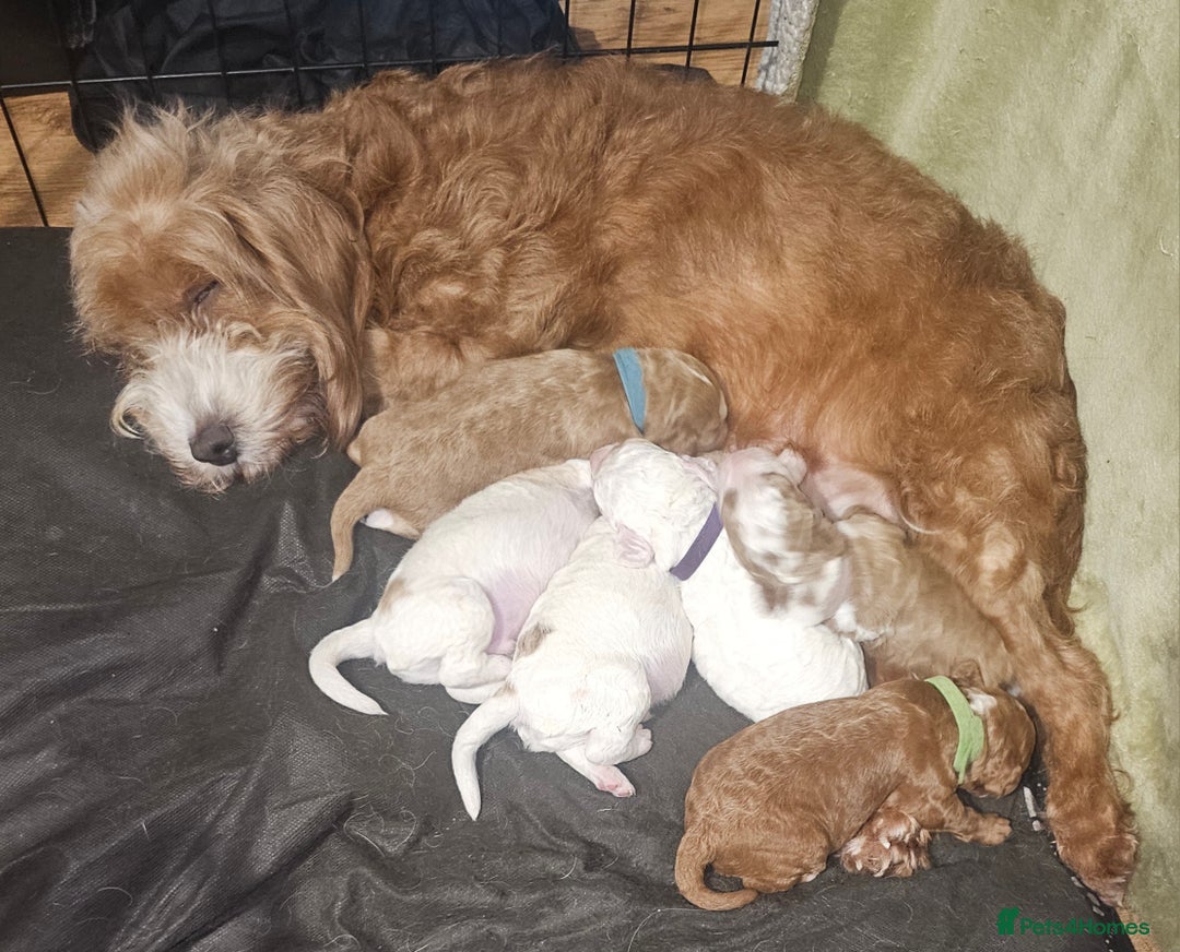 Cockapoo dogs for sale: Only two puppies left! Ready to go 9th December! - Advert 5