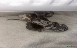 Dachshund dogs for sale: KC miniature dachshunds  in Middlesbrough - Image 3