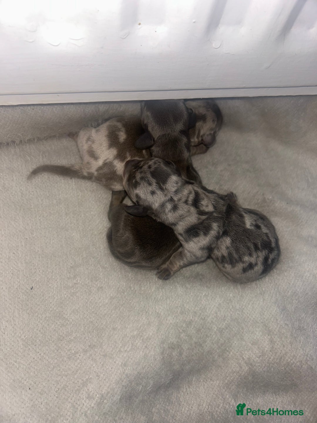 Dachshund dogs for sale: KC miniature dachshunds  in Middlesbrough - Image 3