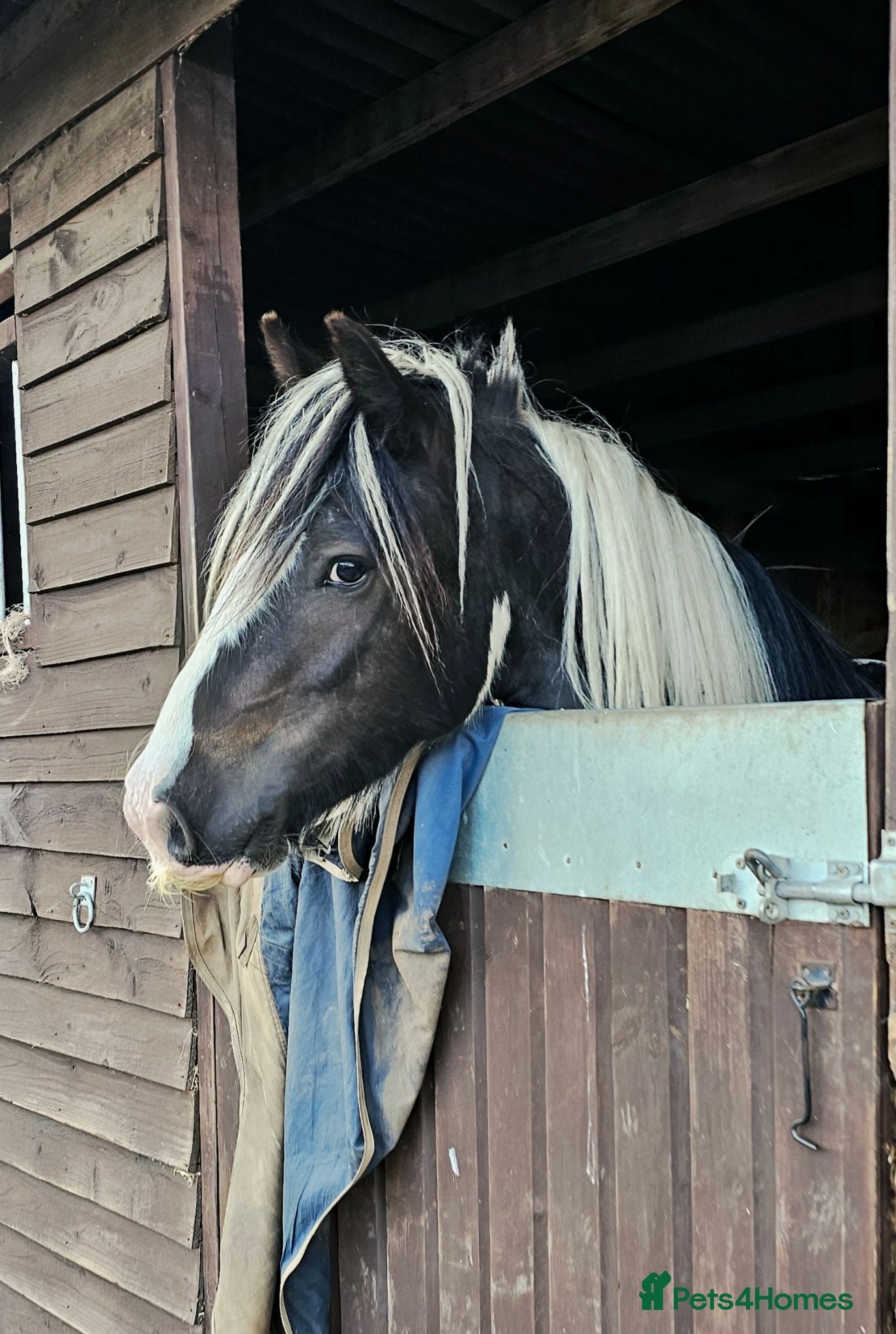 Irish Cob horses 5 year old kind natured cob gelding 13.3/14hh - Advert 3