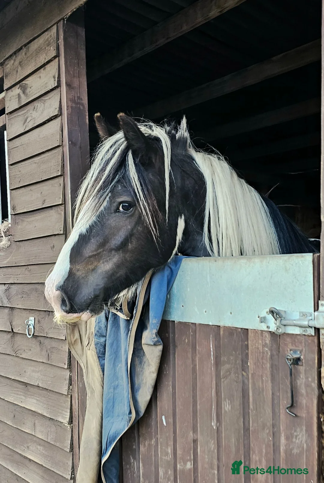 Irish Cob horses for sale: 5 year old kind natured cob gelding 13.3/14hh - Advert 1