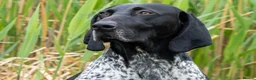 German Shorthaired Pointer dogs for stud: PROVEN German Shorthaired Pointer for stud - Advert 3