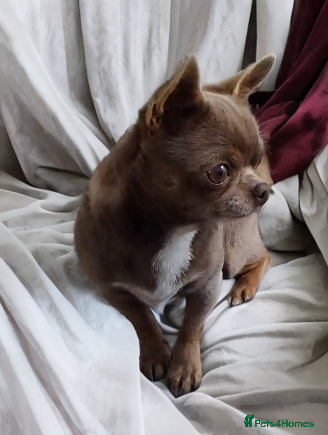 Chihuahua dogs for stud: KC reg - Health tested - PROVEN  - Advert 6