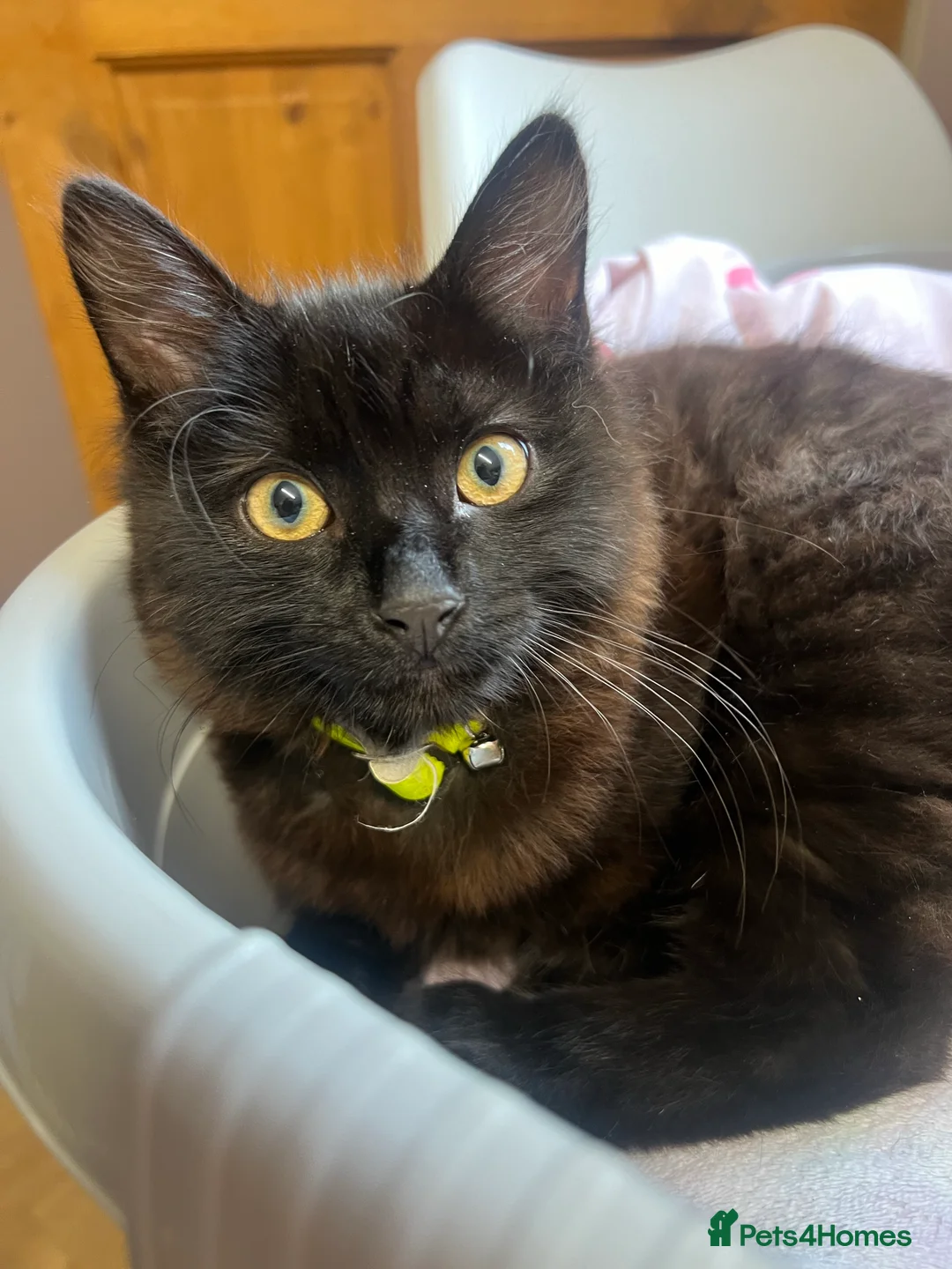 Mixed Breed cats for sale: Kittens  - Advert 2
