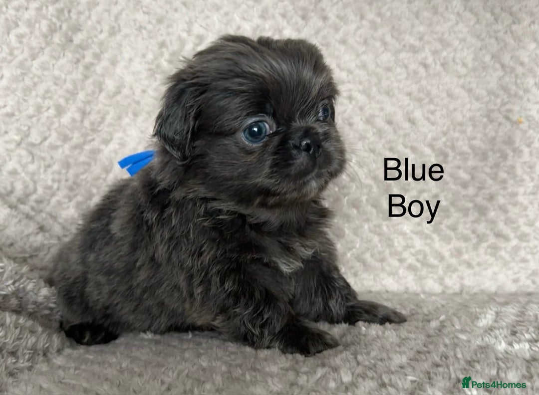 Mixed Breed dogs for sale: Tiny Pugingese pups  - Image 33