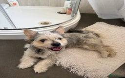 Mixed Breed dogs for sale: Froodle male  - Image 2
