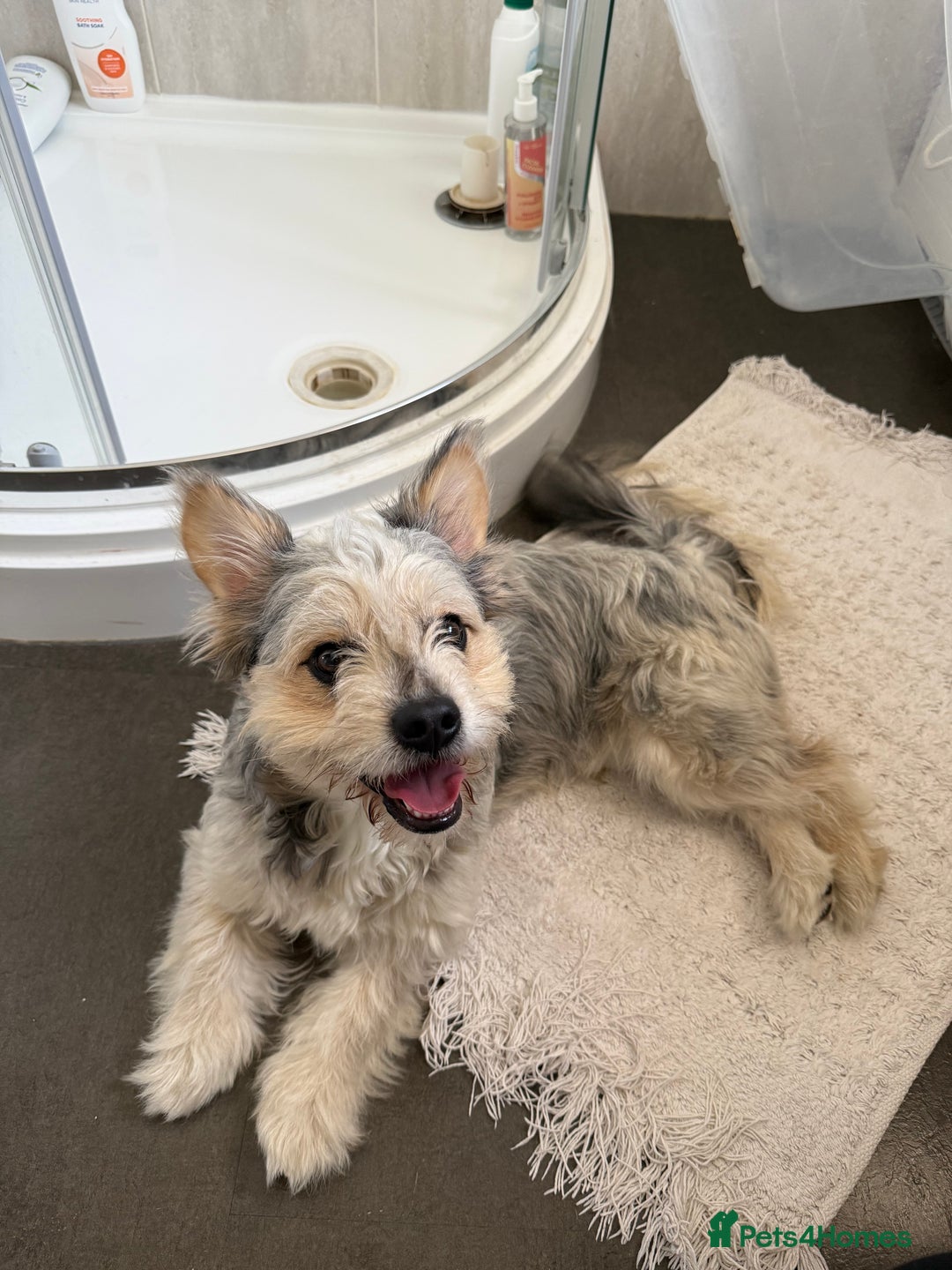 Mixed Breed dogs for sale: Froodle male  - Image 2