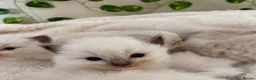 Ragdoll cats for sale: Beautiful Ragdoll kittens (5)  - Advert 3
