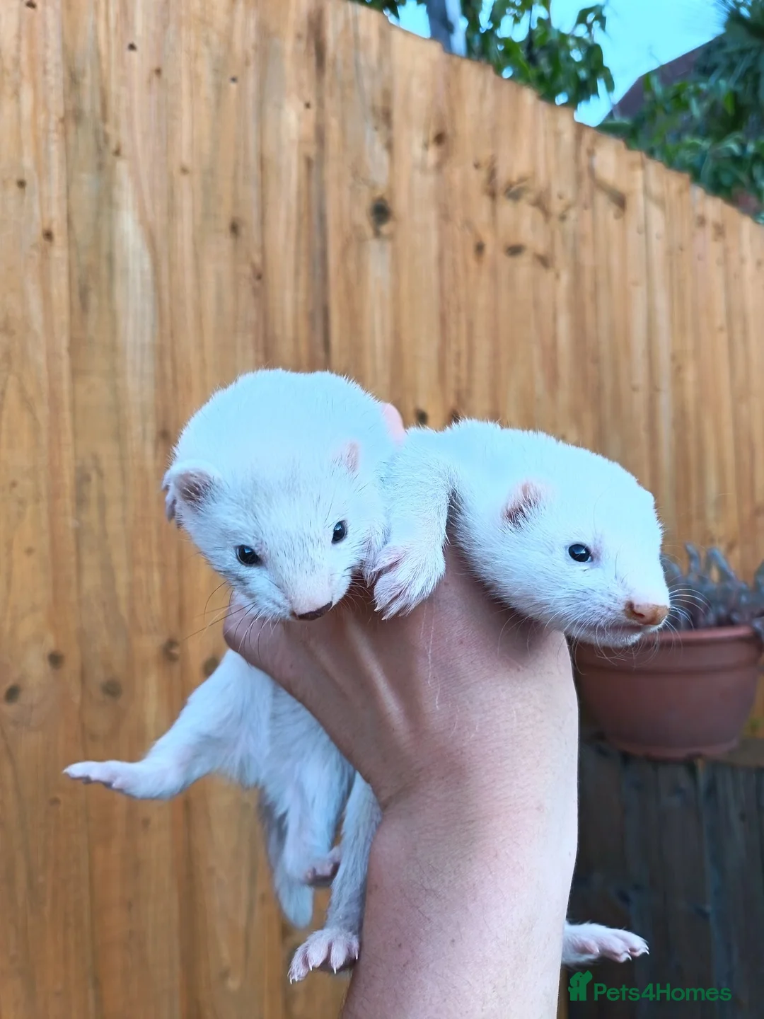 Ferret rodents for sale: Ferret kits for sale - Advert 2