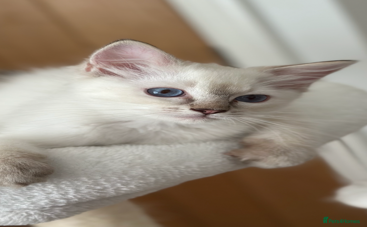 Ragdoll cats - Advert 11