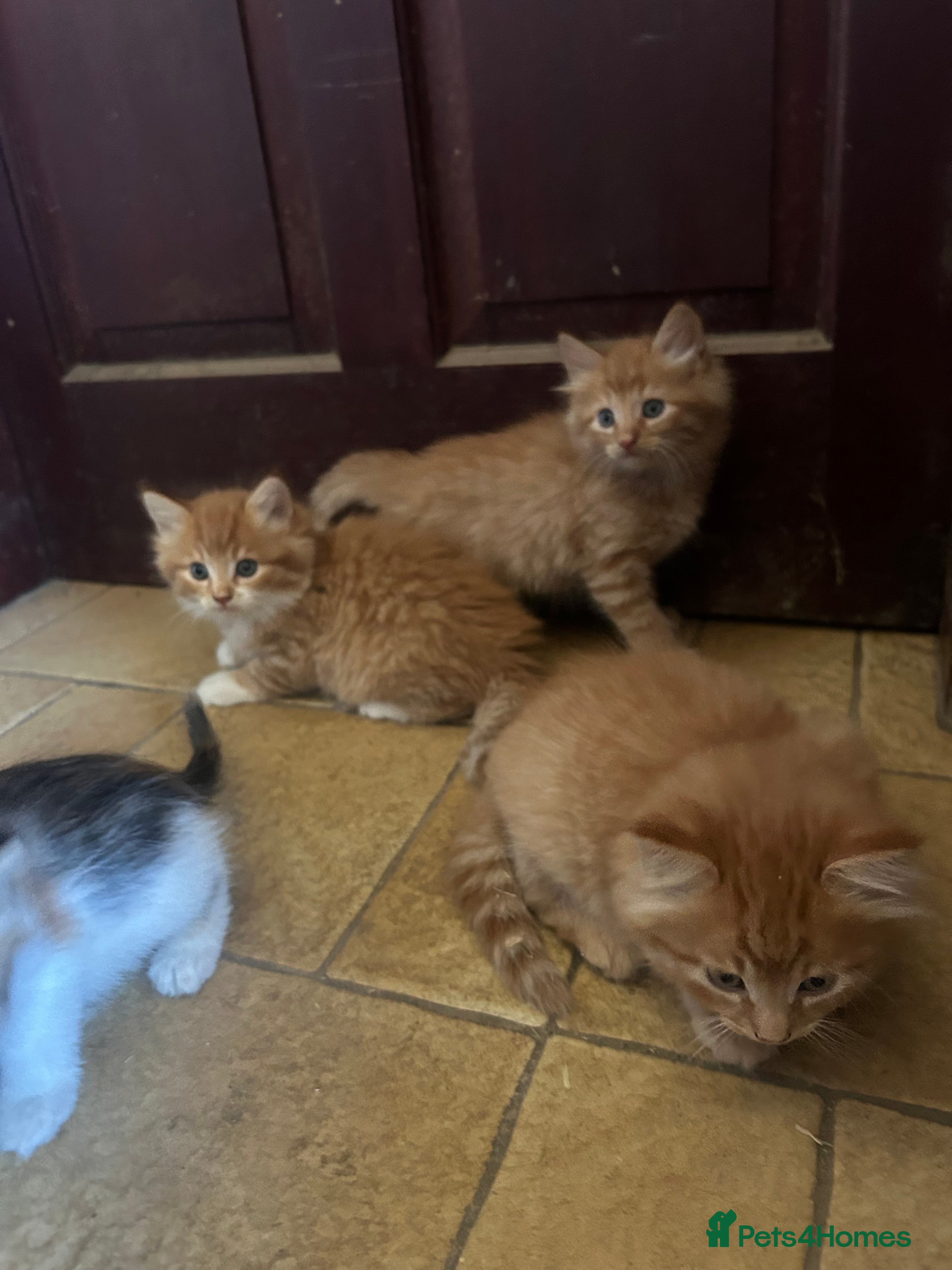 Mixed Breed cats Long & short haired kittens males and females  - Advert 2