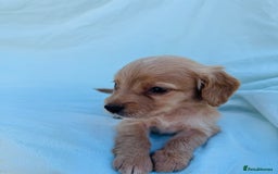 Cocker Spaniel dogs for sale: Beautiful cocker spaniels puppies for sale - Image 23