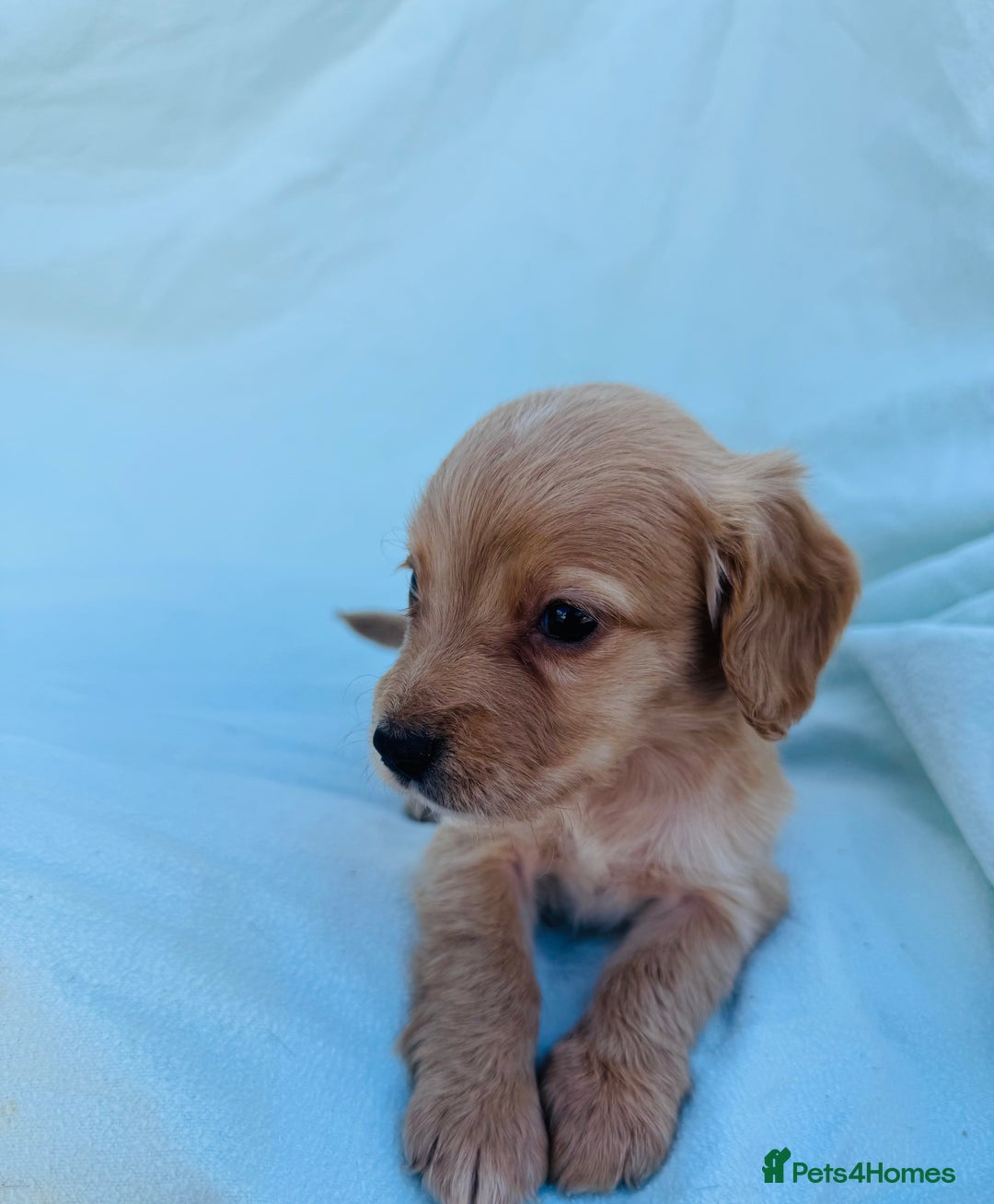Cocker Spaniel dogs for sale: Beautiful cocker spaniels puppies for sale - Image 23