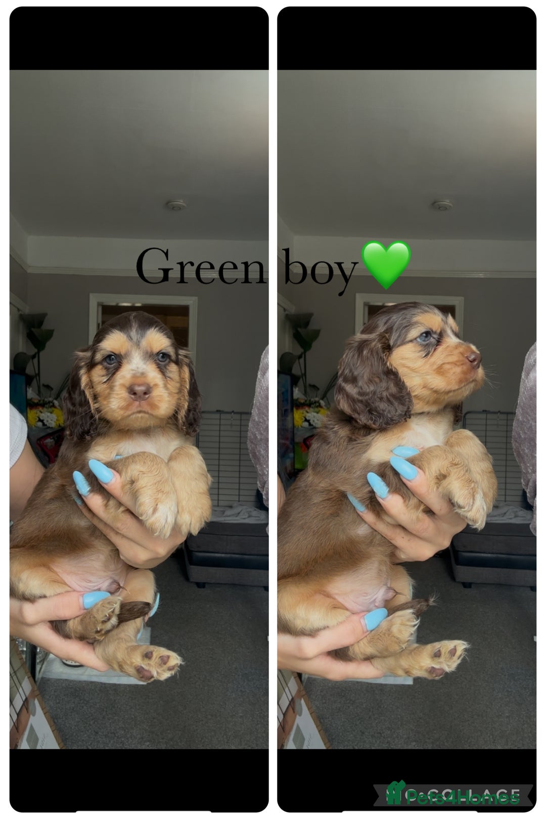 Cocker Spaniel dogs for sale: Show cocker spaniel (chocolate sable) - Image 4