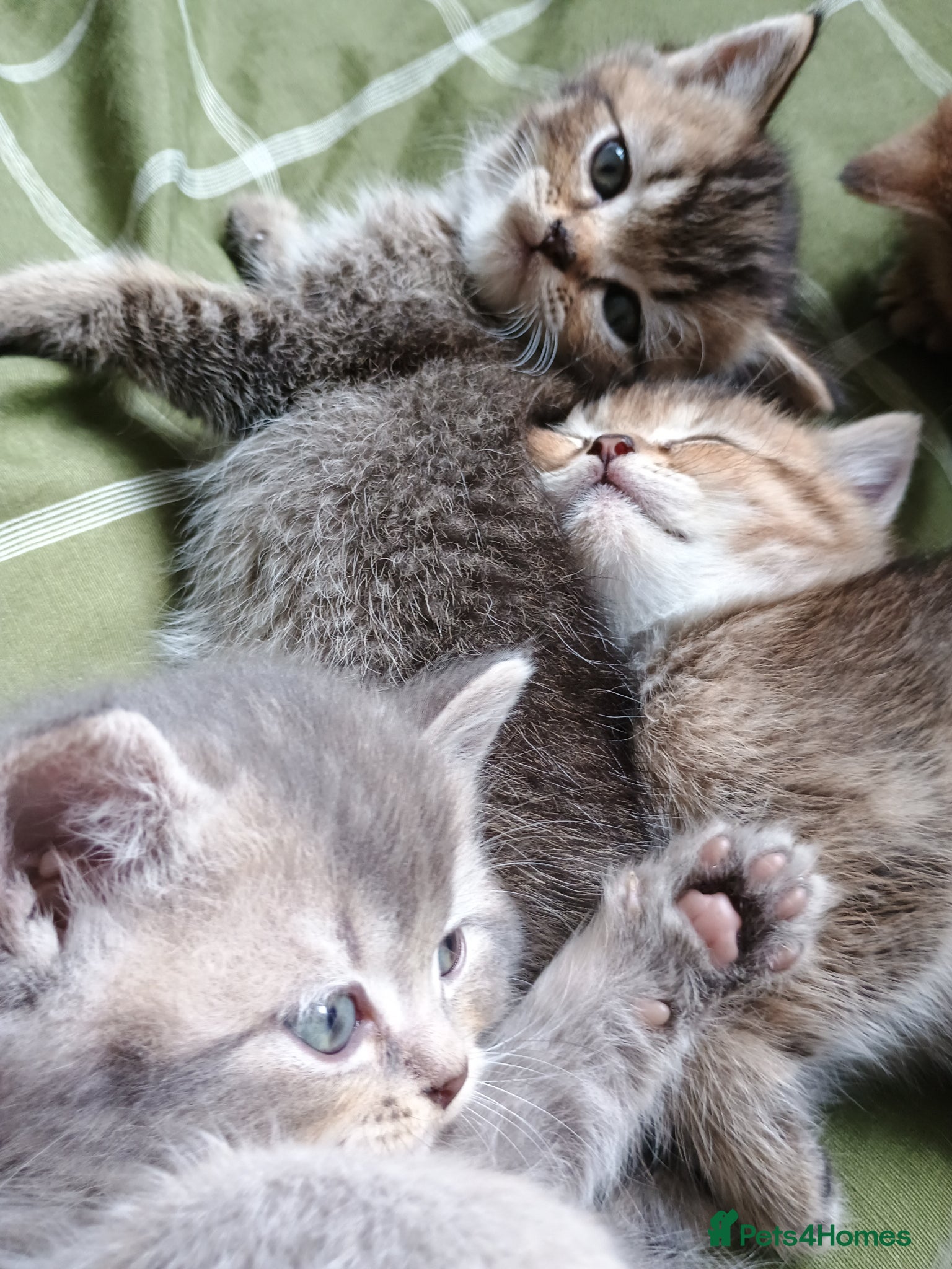 British Shorthair cats Last Gorgeous British shorthair kitten, ready now - Advert 15