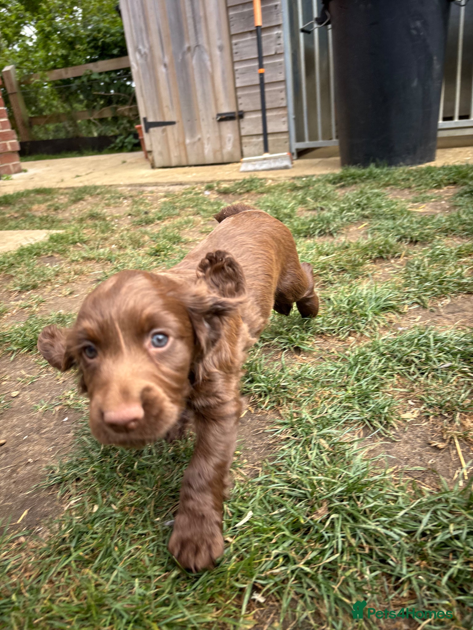 Cocker Spaniel dogs 1 Choc Boy - KC Reg Cocker Spaniel - Advert 5