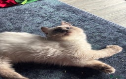 Ragdoll cats for sale: Beautiful Male Ragdoll Kitten With Care Package - Advert 1