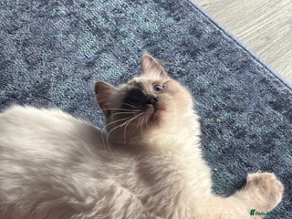 Ragdoll cats for sale: Beautiful Male Ragdoll Kitten With Care Package - Advert 1