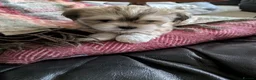 Lhasa Apso dogs for sale: Lhasa Apso puppies in Kent - Advert 30