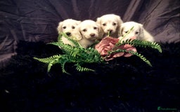 Miniature Dachshund dogs for sale: English Cream miniature dachshund  - Advert 25