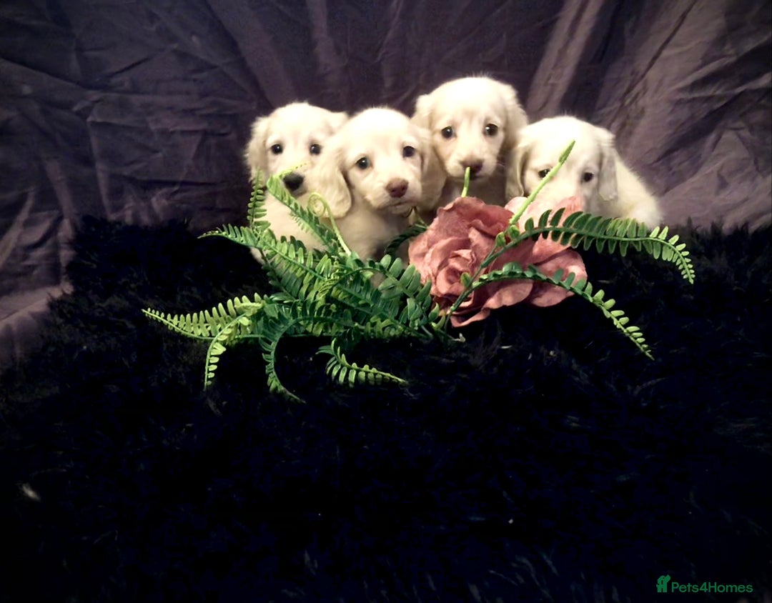Miniature Dachshund dogs for sale: English Cream miniature dachshund  - Advert 25