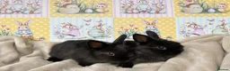 Netherland Dwarf rabbits for sale: Neverland babies 💗💙 - Advert 3
