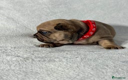 French Bulldog dogs for sale: Four beautiful healthy female French Bulldogs - Image 17
