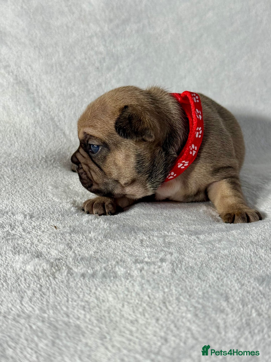 French Bulldog dogs for sale: Four beautiful healthy female French Bulldogs - Image 17