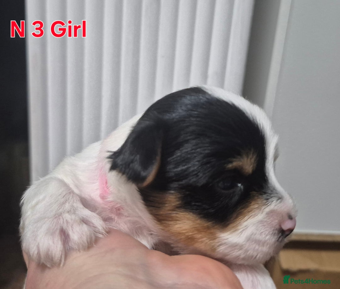 Biewer Terrier dogs for sale: Biewier terrier  - Image 11